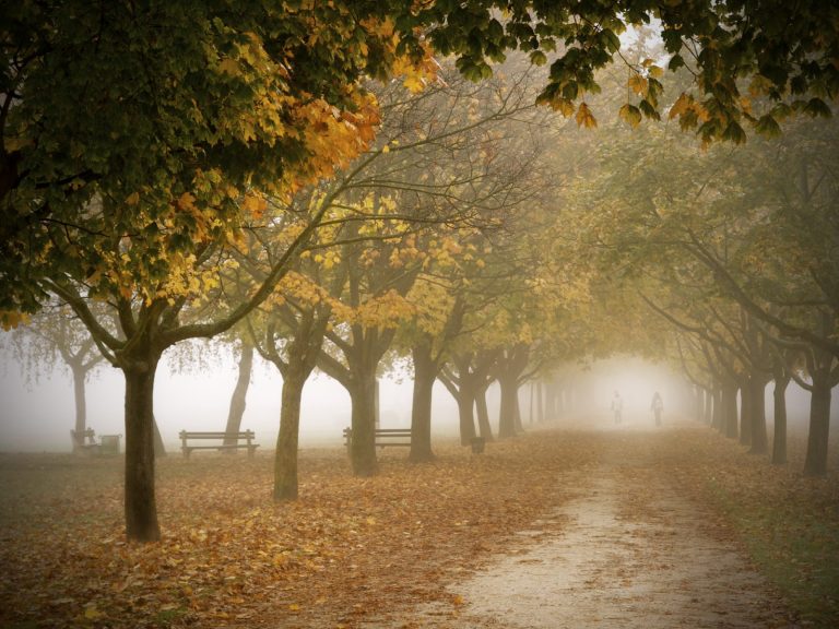 A clear path with two people near the end, surrounded by solid large trees