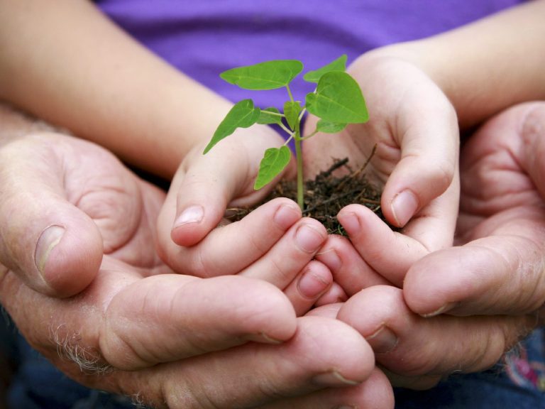 A small pair of hand holdinga small plant, being held by a larger pair of hands